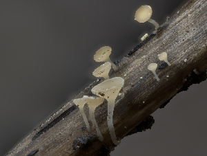  (Crocicreas sp. CA10 - FDS-CA-03881)  @11 [ ] by-nc (2024) Stu Pickell Fungal Diversity Survey