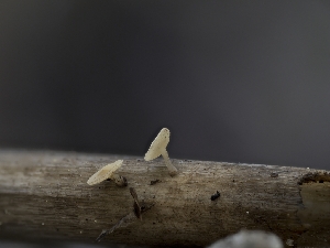  ( - FDS-CA-03881)  @11 [ ] by-nc (2024) Stu Pickell Fungal Diversity Survey