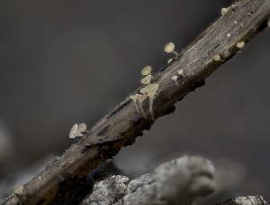  ( - FDS-CA-03881)  @11 [ ] by-nc (2024) Stu Pickell Fungal Diversity Survey