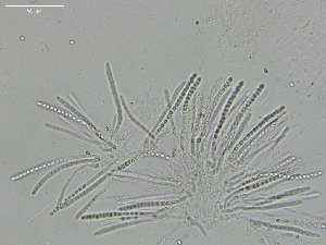 ( - FDS-CA-03807)  @11 [ ] by-nc (2024) Stu Pickell Fungal Diversity Survey