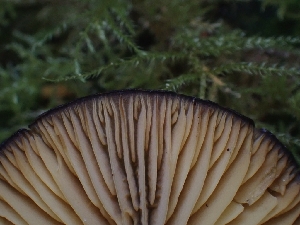  ( - FDS-CA-05126)  @11 [ ] by (2024) Mandy Hackney Fungal Diversity Survey
