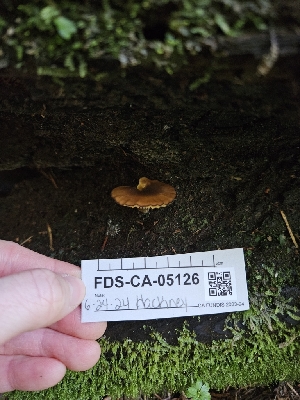  ( - FDS-CA-05126)  @11 [ ] by (2024) Mandy Hackney Fungal Diversity Survey