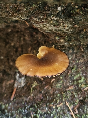 ( - FDS-CA-05126)  @11 [ ] by (2024) Mandy Hackney Fungal Diversity Survey