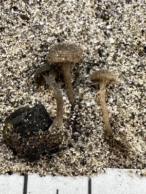  (Arrhenia sp. TN01 - FDS-CA-04494)  @11 [ ] by-nc (2024) Bat Vardeh Fungal Diversity Survey