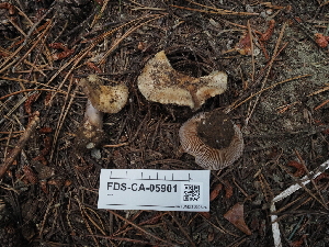  ( - FDS-CA-05901)  @11 [ ] by-nc (2024) Fresno Mycology Society Fungal Diversity Survey