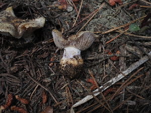  ( - FDS-CA-05901)  @11 [ ] by-nc (2024) Fresno Mycology Society Fungal Diversity Survey