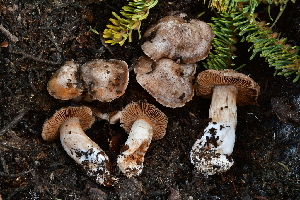  ( - FDS-CA-04045)  @11 [ ] by-nc (2024) Christian Schwarz Fungal Diversity Survey
