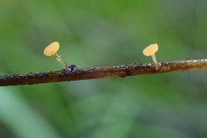  (Crocicreas sp. CA08 - FDS-CA-02538)  @11 [ ] by-nc (2024) Sadie Hickey Fungal Diversity Survey