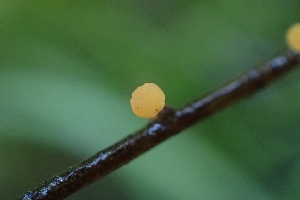  ( - FDS-CA-02538)  @11 [ ] by-nc (2024) Sadie Hickey Fungal Diversity Survey