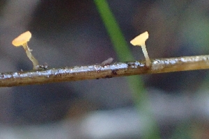  ( - FDS-CA-02538)  @11 [ ] by-nc (2024) Sadie Hickey Fungal Diversity Survey