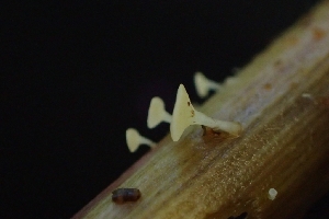  (Cyathicula - FDS-CA-02551)  @11 [ ] by-nc (2024) Sadie Hickey Fungal Diversity Survey