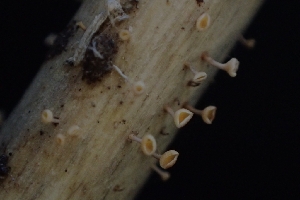  ( - FDS-CA-02551)  @11 [ ] by-nc (2024) Sadie Hickey Fungal Diversity Survey
