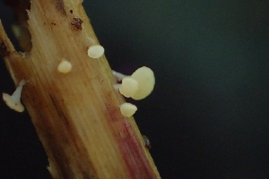  ( - FDS-CA-02551)  @11 [ ] by-nc (2024) Sadie Hickey Fungal Diversity Survey