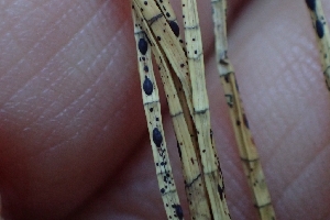  ( - FDS-CA-02528)  @11 [ ] by-nc (2024) Sadie Hickey Fungal Diversity Survey