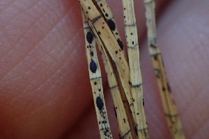  ( - FDS-CA-02528)  @11 [ ] by-nc (2024) Sadie Hickey Fungal Diversity Survey