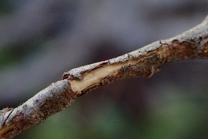  ( - FDS-CA-02539)  @11 [ ] by-nc (2024) Sadie Hickey Fungal Diversity Survey
