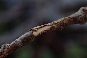  ( - FDS-CA-02539)  @11 [ ] by-nc (2024) Sadie Hickey Fungal Diversity Survey