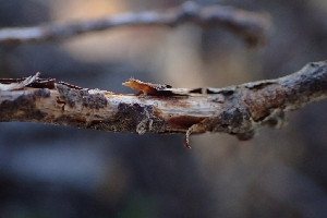  ( - FDS-CA-02539)  @11 [ ] by-nc (2024) Sadie Hickey Fungal Diversity Survey