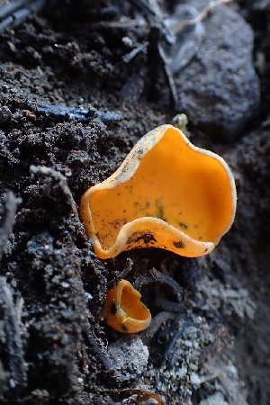  (Caloscypha sp. CA03 - FDS-CA-02530)  @11 [ ] by-nc (2024) Sadie Hickey Fungal Diversity Survey