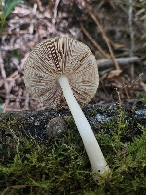  (Pluteus sp. parilis - FDS-CA-05133)  @11 [ ] by (2024) Mandy Hackney Fungal Diversity Survey
