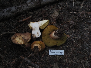  ( - FDS-CA-05906)  @11 [ ] by-nc (2024) Fresno Mycology Society Fungal Diversity Survey