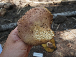  ( - FDS-CA-05906)  @11 [ ] by-nc (2024) Fresno Mycology Society Fungal Diversity Survey