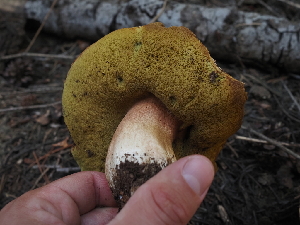  ( - FDS-CA-05906)  @11 [ ] by-nc (2024) Fresno Mycology Society Fungal Diversity Survey