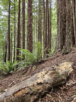  ( - FDS-CA-05137)  @11 [ ] by (2024) Mandy Hackney Fungal Diversity Survey
