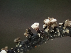  ( - FDS-CA-05138)  @11 [ ] by (2024) Mandy Hackney Fungal Diversity Survey
