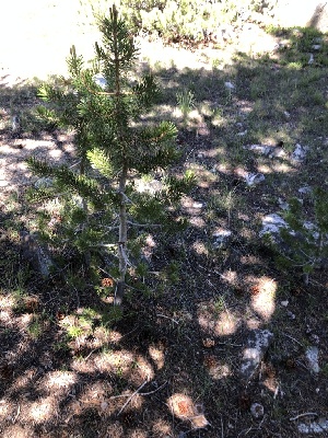  ( - FDS-CA-04758)  @11 [ ] by (2024) Justin Paulin Fungal Diversity Survey