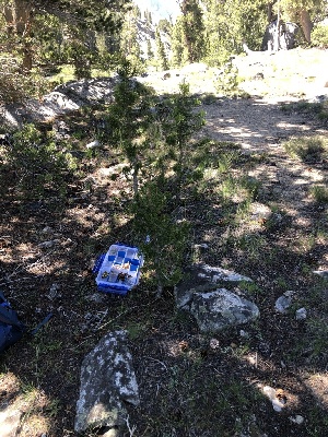  ( - FDS-CA-04759)  @11 [ ] by (2024) Justin Paulin Fungal Diversity Survey