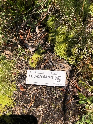  ( - FDS-CA-04763)  @11 [ ] by (2024) Justin Paulin Fungal Diversity Survey