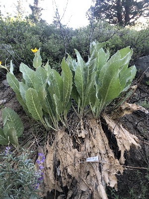 (Gyoerffyella - FDS-CA-04777)  @11 [ ] by (2024) Justin Paulin Fungal Diversity Survey