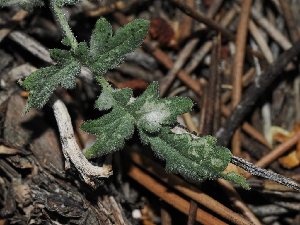  ( - FDS-CA-04751)  @11 [ ] by (2024) Justin Paulin Fungal Diversity Survey