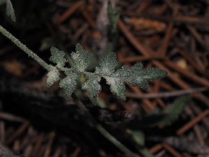 ( - FDS-CA-04751)  @11 [ ] by (2024) Justin Paulin Fungal Diversity Survey