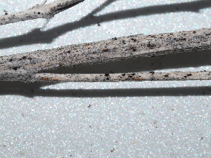  ( - FDS-CA-04752)  @11 [ ] by (2024) Justin Paulin Fungal Diversity Survey