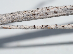  (Aureobasidium - FDS-CA-04752)  @11 [ ] by (2024) Justin Paulin Fungal Diversity Survey