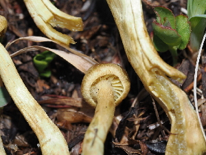  ( - FDS-CA-04756)  @11 [ ] by (2024) Justin Paulin Fungal Diversity Survey