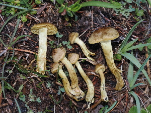  ( - FDS-CA-04756)  @11 [ ] by (2024) Justin Paulin Fungal Diversity Survey