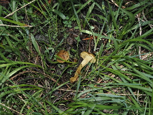  ( - FDS-CA-04756)  @11 [ ] by (2024) Justin Paulin Fungal Diversity Survey