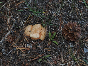  ( - FDS-CA-04758)  @11 [ ] by (2024) Justin Paulin Fungal Diversity Survey