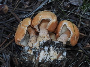  ( - FDS-CA-04758)  @11 [ ] by (2024) Justin Paulin Fungal Diversity Survey
