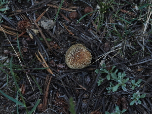  ( - FDS-CA-04759)  @11 [ ] by (2024) Justin Paulin Fungal Diversity Survey