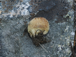  ( - FDS-CA-04759)  @11 [ ] by (2024) Justin Paulin Fungal Diversity Survey