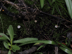  ( - FDS-CA-04761)  @11 [ ] by (2024) Justin Paulin Fungal Diversity Survey
