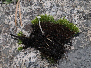  ( - FDS-CA-04761)  @11 [ ] by (2024) Justin Paulin Fungal Diversity Survey