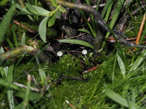  (Hemimycena sp-CA11 - FDS-CA-04761)  @11 [ ] by (2024) Justin Paulin Fungal Diversity Survey