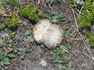  ( - FDS-CA-04764)  @11 [ ] by (2024) Justin Paulin Fungal Diversity Survey