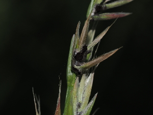  (Ustilago - FDS-CA-04766)  @11 [ ] by (2024) Justin Paulin Fungal Diversity Survey