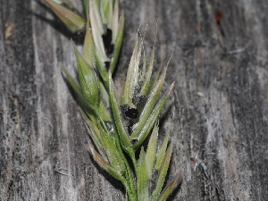  ( - FDS-CA-04766)  @11 [ ] by (2024) Justin Paulin Fungal Diversity Survey